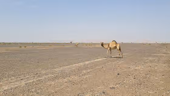 Ghafalah — A hobbled camel grazing on the Jiri Plain.