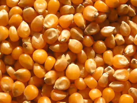 Hidangan Benin — Maize for popcorn, cultivated in Hungary, producer UNO FRESCO TRADEX.