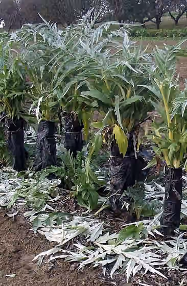 Piedmontese cuisine — Bardassano (Gassino, TO, Italy): cultivated cardoons ( Cynara cardunculus L.