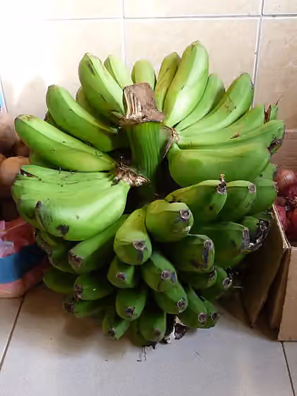 Matoke — This is Matoke, green banana, or Plantain.