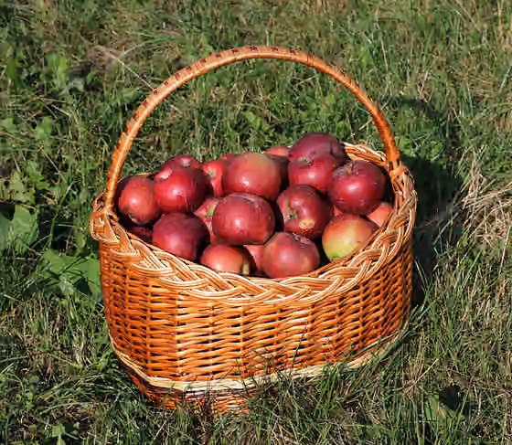 menganyam — Apples 'Spartan' in a basket.