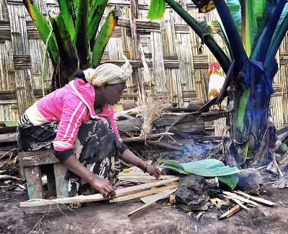 Gamo people — The False Banana tree is used in so many ways by the Dorse.