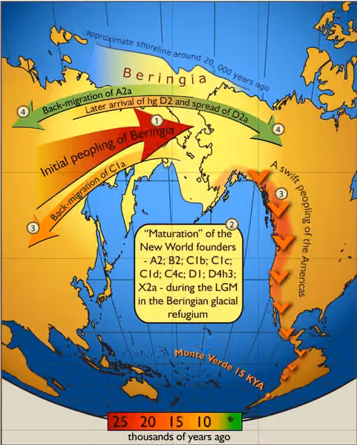 Ancient Beringian — Map of gene flow in and out of Beringia, according to human mitochondrial DNA haplogroups.