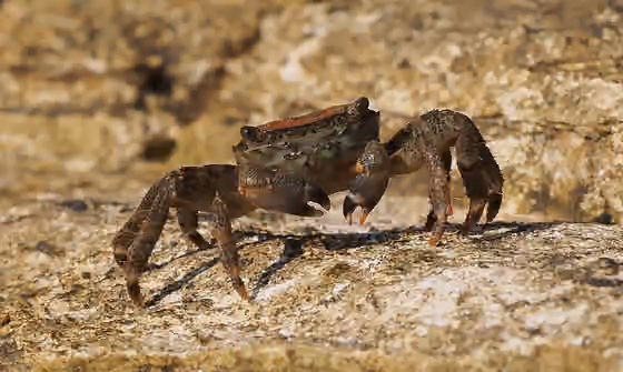 Crabcore — Crab ( Pachygrapsus marmoratus ) on Adriatic Sea coastline.
