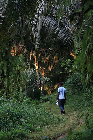Bassa people (Cameroon) — Tayap forests (Cameroon)