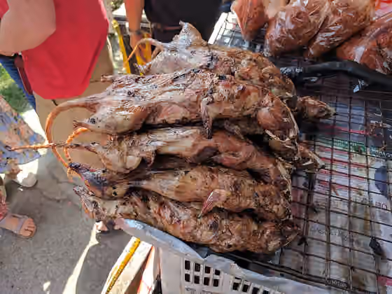 Sate tikus — Barbecued rats for sale at a roadside stand west of Suphan Buri.