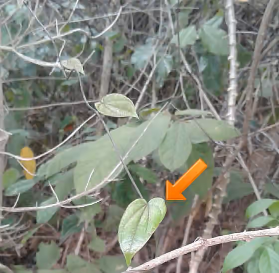 Ming'oko — Tanzanian vine (related to Dioscorea villosa) known as mtipu.