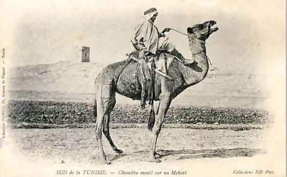 Chaamba — Chaamba riding a camel in southern Tunisia