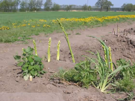 Brandenburg cuisine — Beelitzer Sander mit Spargel, Brandenburg