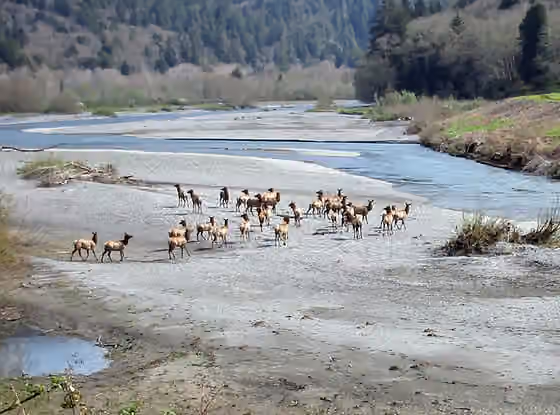 Whilkut — Roosevelt Elk ( Cervus elaphus subsp.