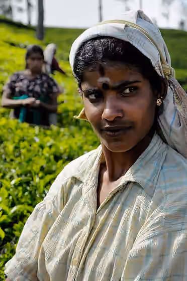 Indian Tamils of Sri Lanka — Tamil woman working in a tea plantation in central Sri Lanka.