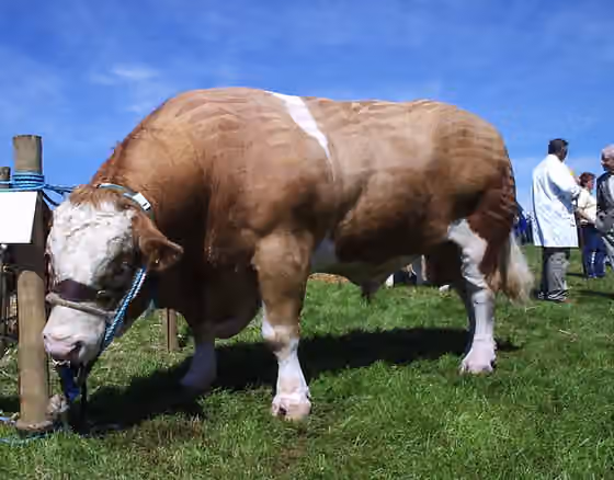 Cuisine of Pembrokeshire — Waiting for the judging at Fishguard show This Simmental bull has been beautifully groomed to look his best.