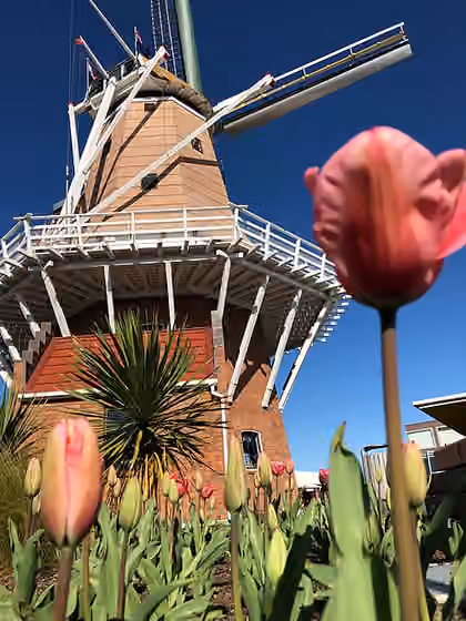 Dutch New Zealanders — De Molen - in Foxton
