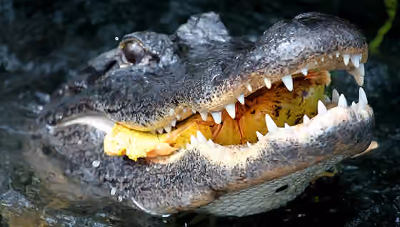 Cuisine of Florida — Gator Eats Pond Apple 1