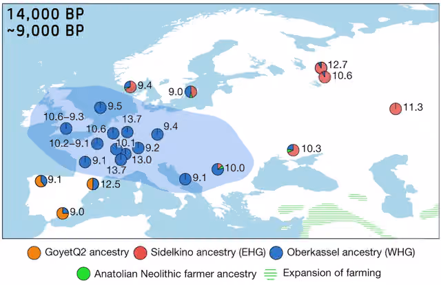 Western hunter-gatherer — Genetic ancestry of hunter-gatherers dated between 14 ka and 9 ka (WHG highlighted)