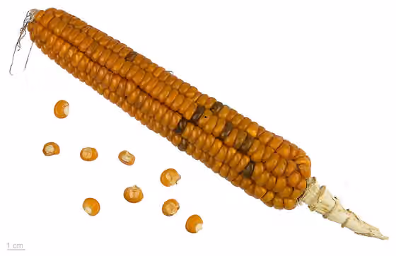Kuku people — Zea mays 'Ottofile giallo Tortonese', , seeds
