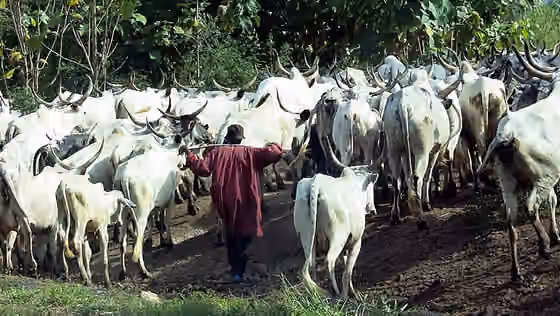 Fulani herdsmen — This is an image of "African people at work" from