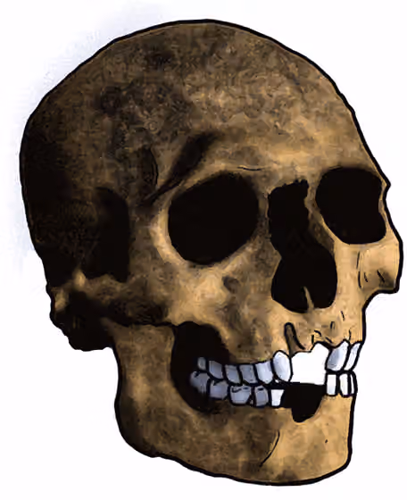 Mechta-Afalou — Skull of I Ibero-Maurusian culture, type Mecha el-Arbi , but comes from Constantine (Qustantînah, Algeria).