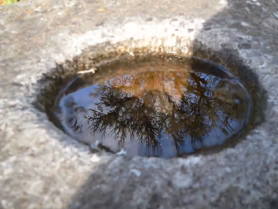 Miwok — A historic MiWuk bedrock mortar reflecting an oak tree, near Bower Cave on the Groveland District of the Stanislaus National Forest.