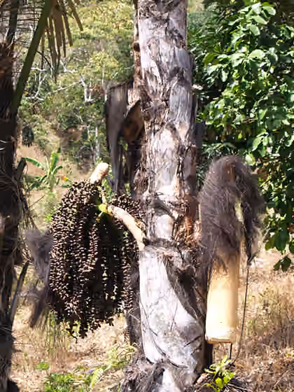 Masakan Timor Leste — A traditional method in East Timor of collecting juice to make palm wine.