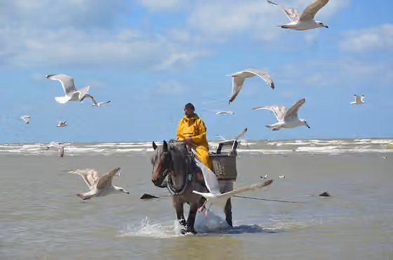 Shrimp fishing on horse back in Oostduinkerke — This photo of immaterial heritage has been taken in the Flemish Region