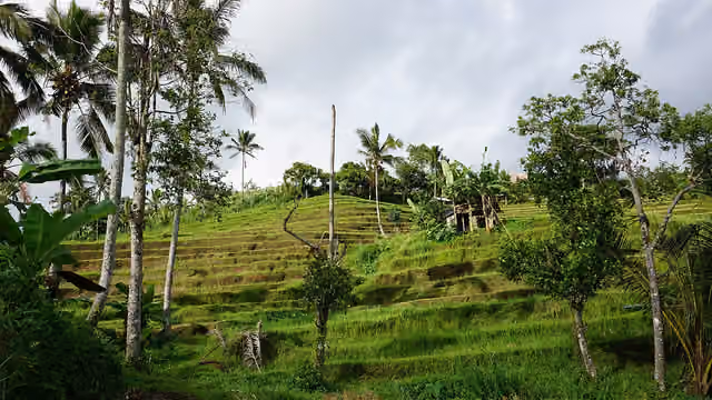Bentang sawah berteras di Jatiluwih.