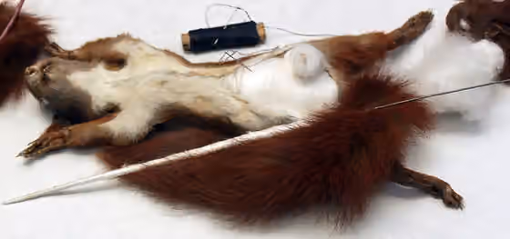 Taksidermi — Showcase at the Natural History Museum Berlin: Taxidermy of a squirrel (Sciurus vulgaris).