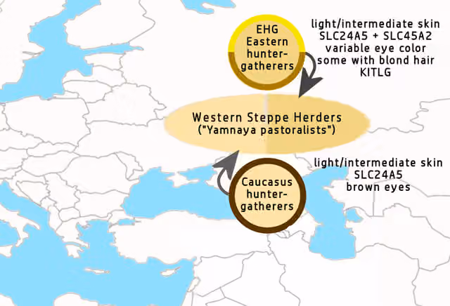 Western Steppe Herders — Yamnaya pastoralists, main genetic ancestry