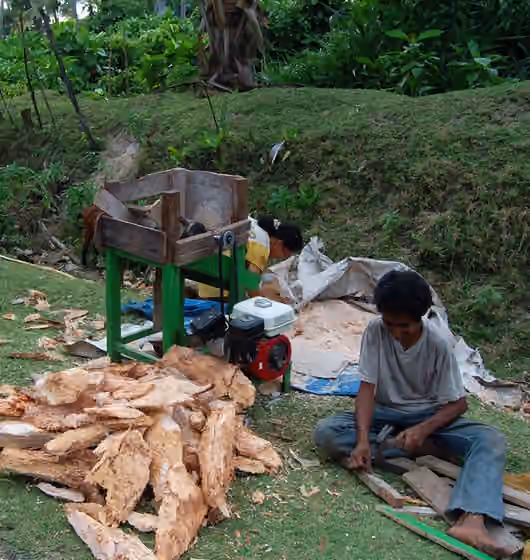 orang Simeulue — Crushing the pith of sagopalm; Simeulue, Indonesia