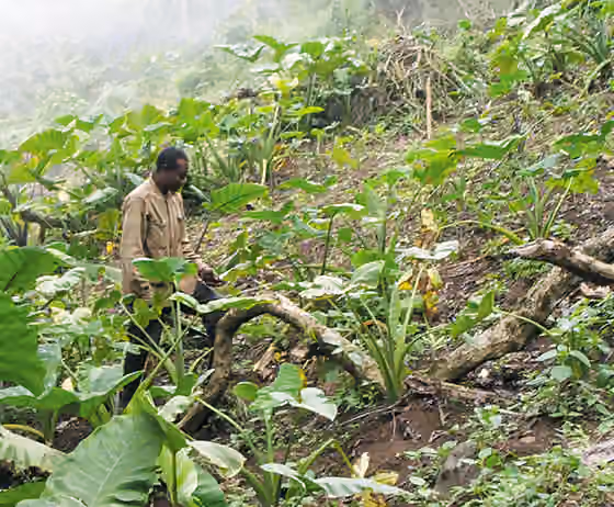 Kwe people — A Bakweri farmer working his cocoyam field on the slopes of Mt.