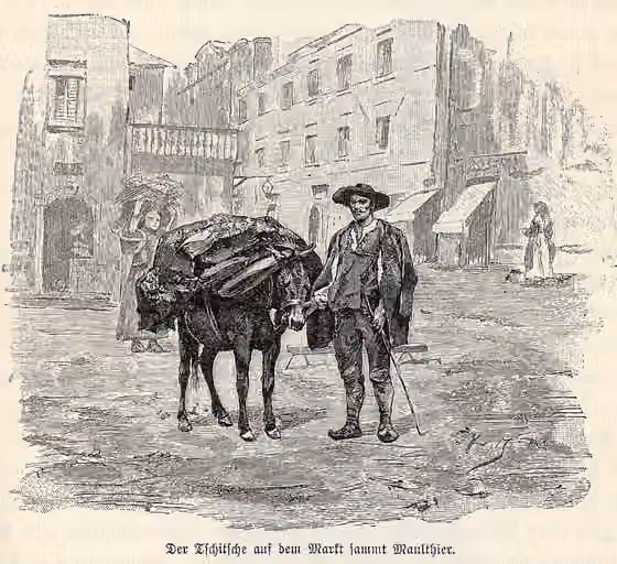 Istro-Rumania — Drawing of a Ćić from 1891.