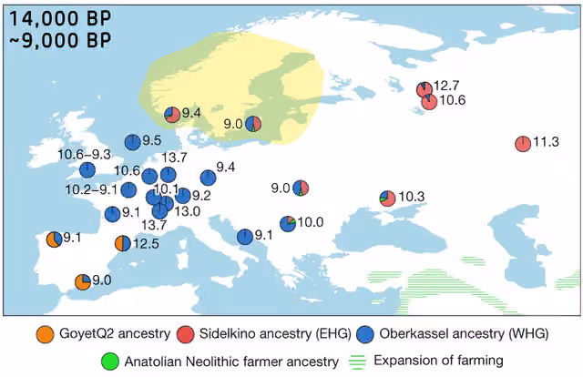 Scandinavian hunter-gatherer — Genetic ancestry of hunter-gatherers dated between 14 ka and 9 ka (SHG)
