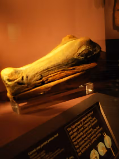 Calusa — A Calusa alligator head carved out of wood, excavated at Key Marco in 1895, on display at the Florida Museum of Natural History .