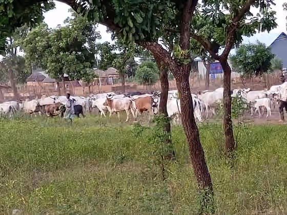Nomadic pastoralism — Nomadic Herders Grazing Livestock in Nigeria