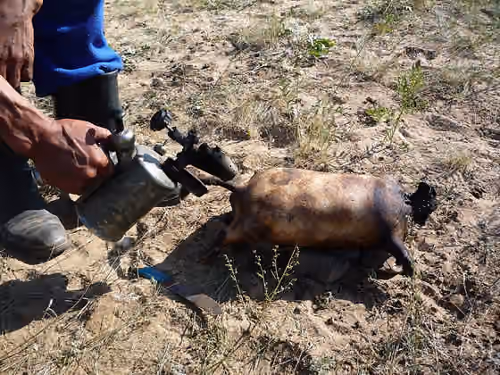 Boodog — Mongolian hunter prepares a boodog using a marmot