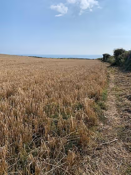 Cuisine of Gower — Wheat field, near Paviland, Gower