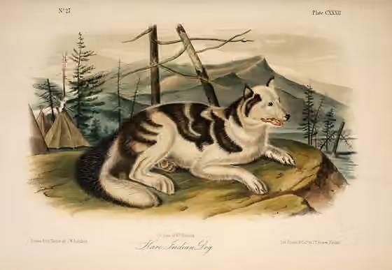 Sahtu — An illustration from The Viviparous Quadrupeds of North America by John James Audubon and John Bachman, originally published in three volumes (1845-1848)
