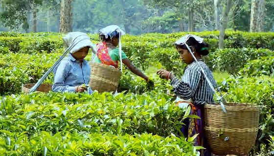 Mali caste — Three Women Worker collecting Tea leaves at a Tea garden of Nagaon, Assam