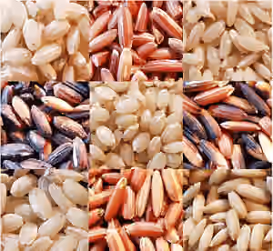 Traditional rice of Sri Lanka — traditional rice varieties