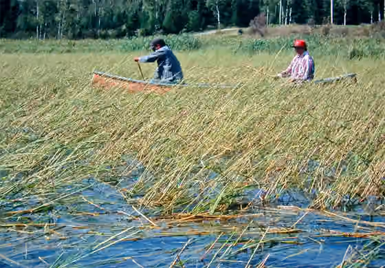 Ojibwe — Traditionelle Wildreis-Ernte bei den Ojibway-Indianern in Kanada (GEO-Reportage “Der Reis des Manitu”)