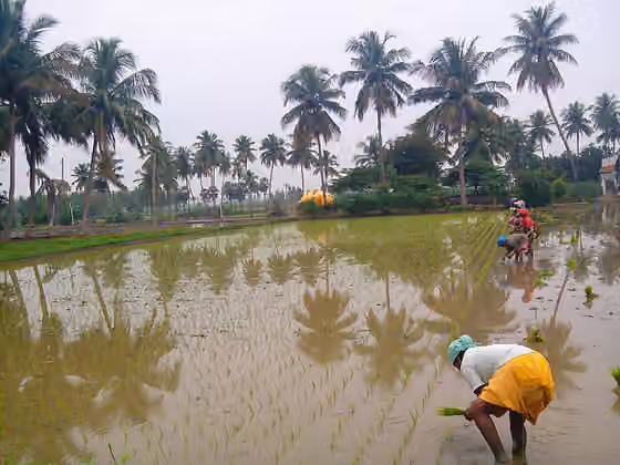South Indian cuisine — one of the paddy transplantation method.